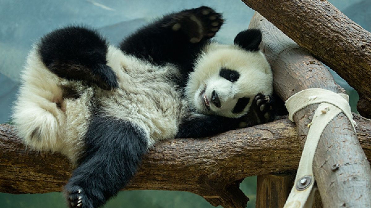 ZooAtlanta's Panda Cam gives educators round-the-clock access to wildlife.