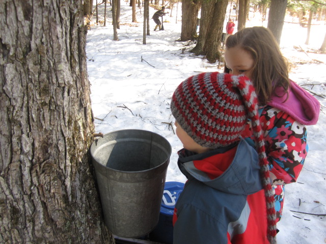 Ottauquechee students check their sap bucket.