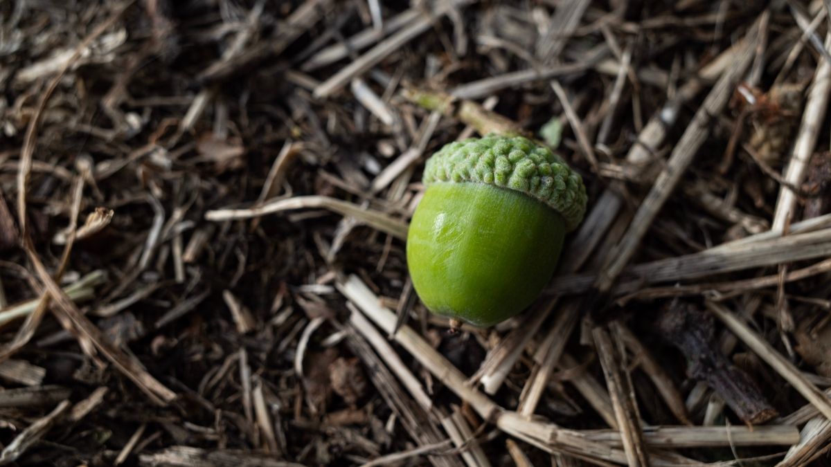 Young acorn in leaves