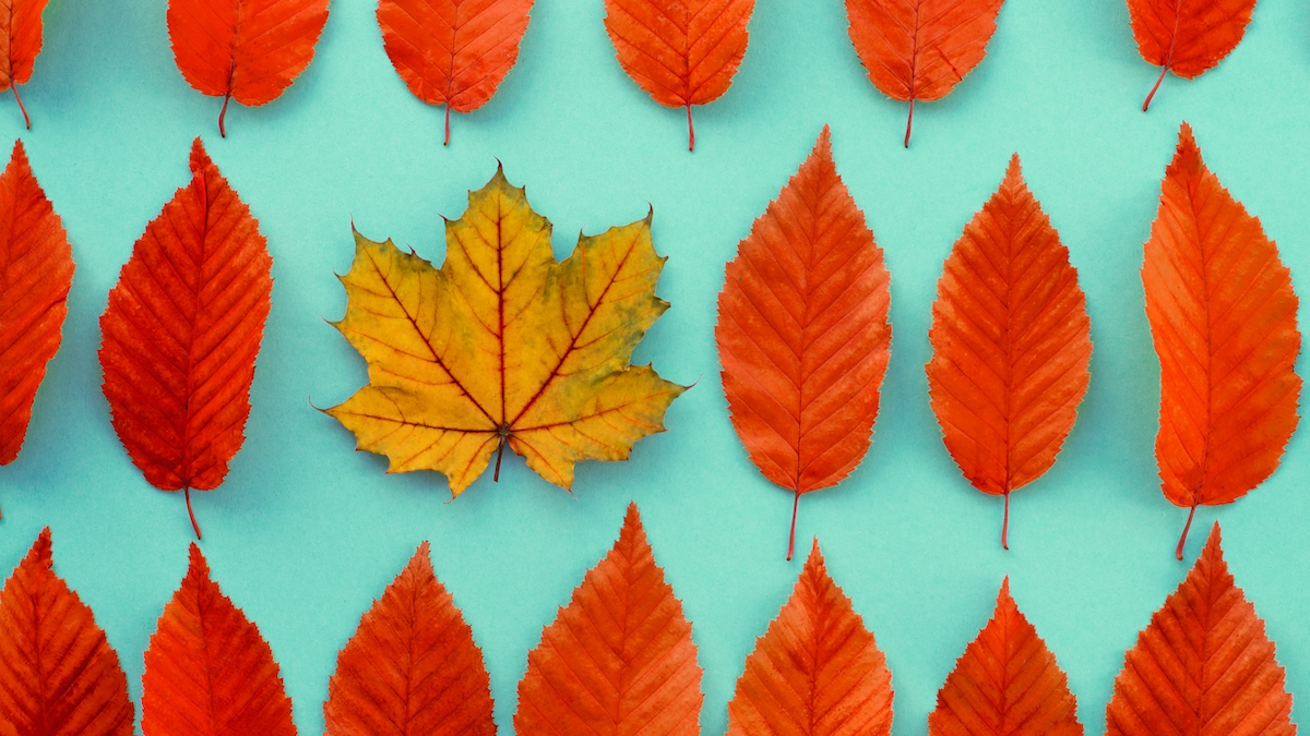 autumn leaves in a row