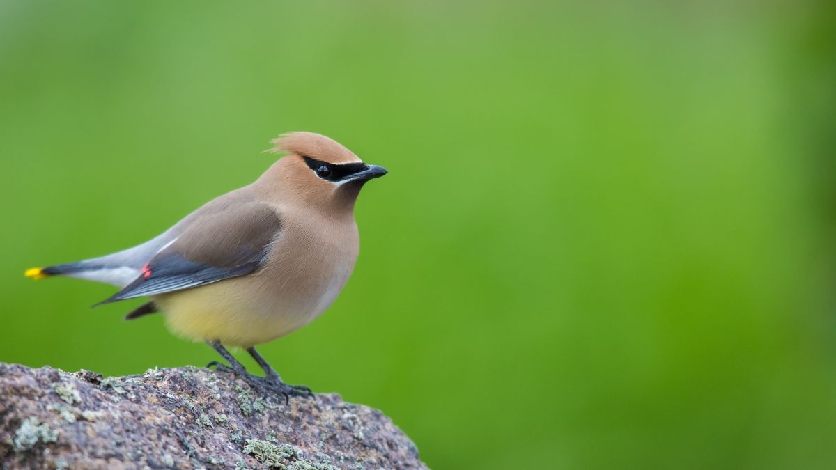 cedar waxwing on rock