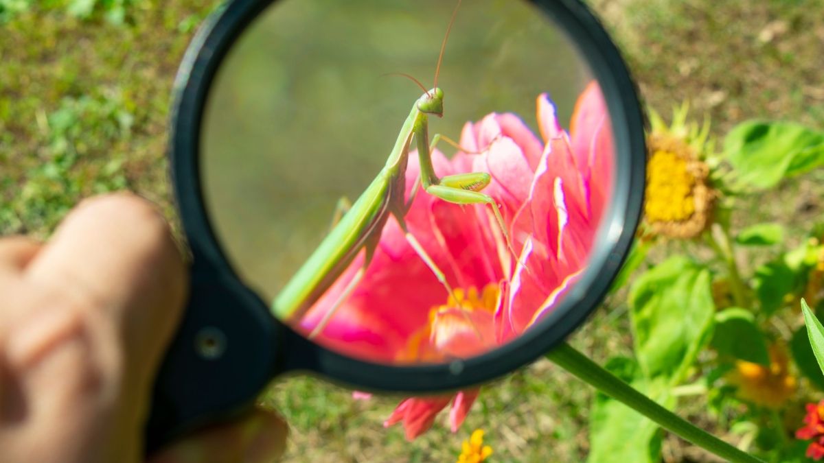 red flower through magnifying glass