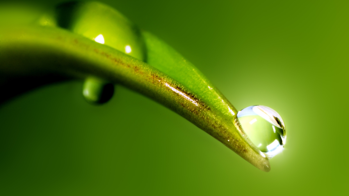water droplet on leaf tip
