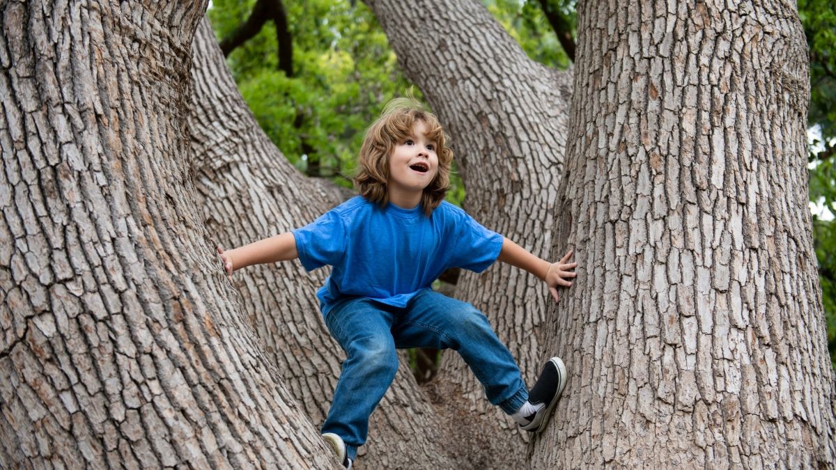 child climbing at the base of huge tree trunks