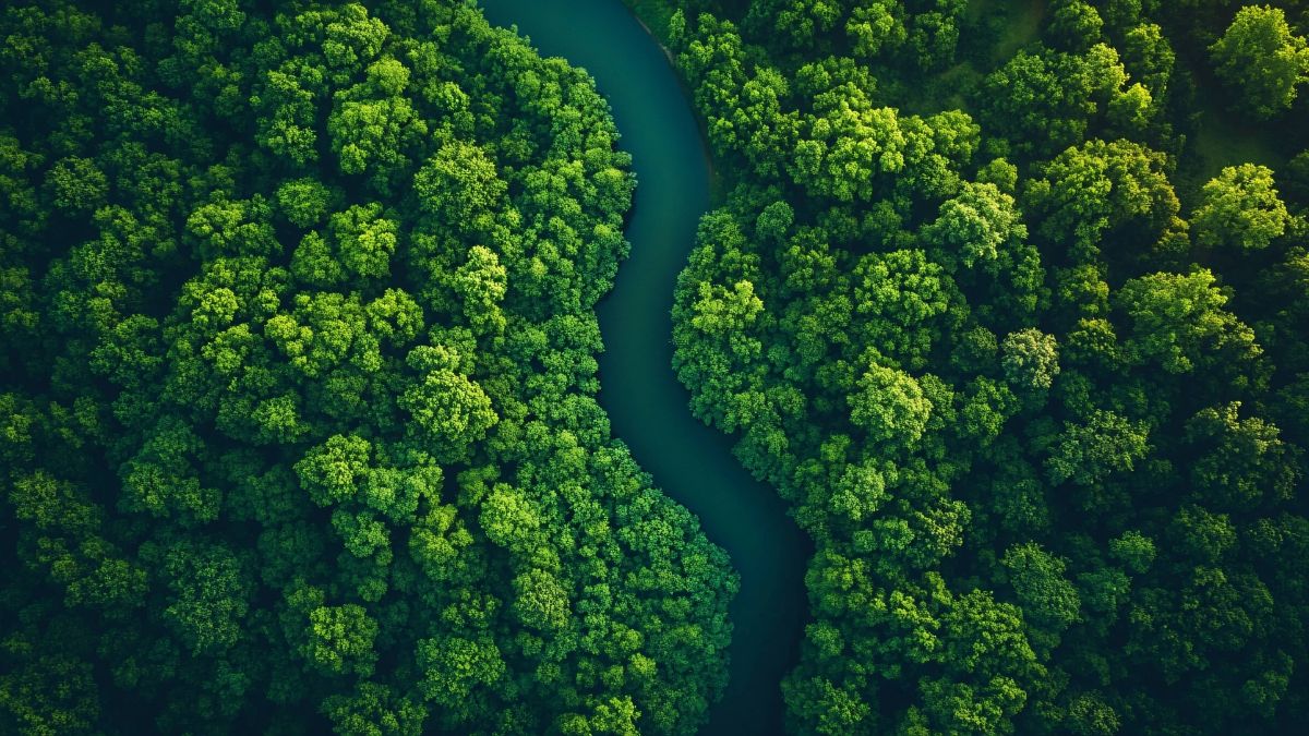 river and forest