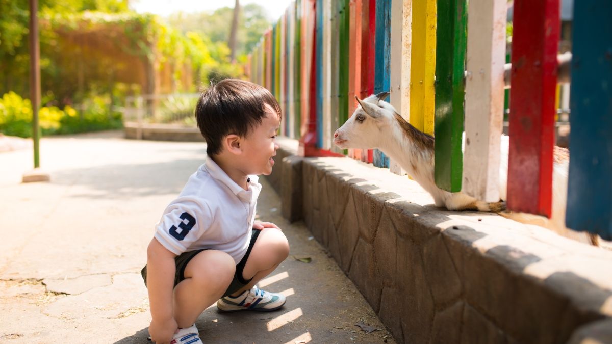 boy with goat in zoo