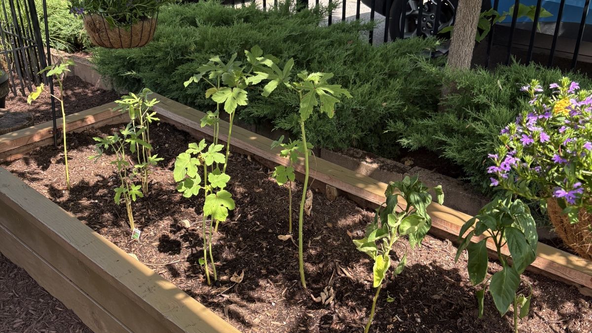 Garden Bed Urban Sprouts