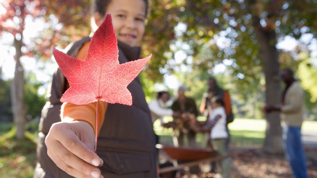 young boy holding autumn leaf