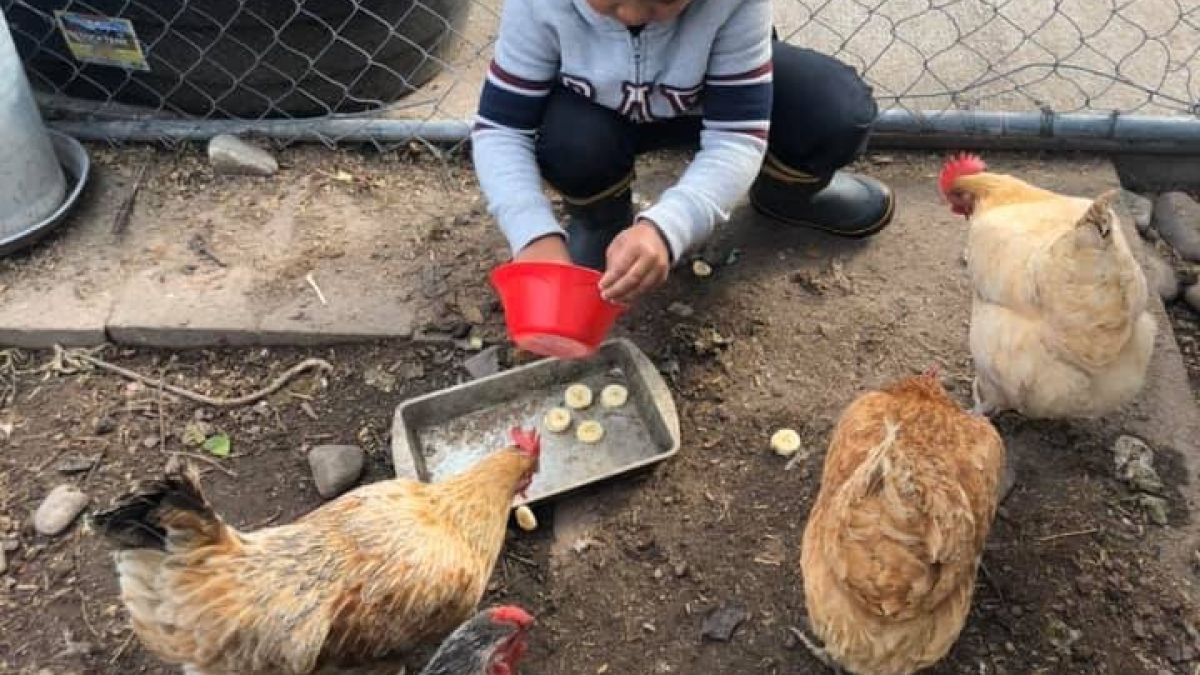 young boy tending to chickens