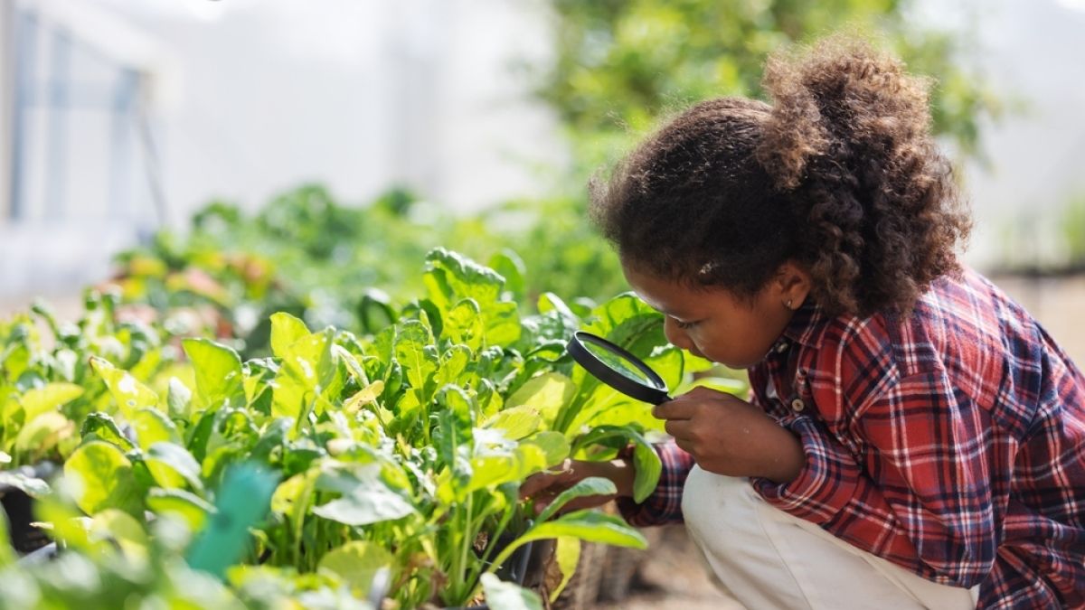A young child carefully examines leafy vegetables in a garden