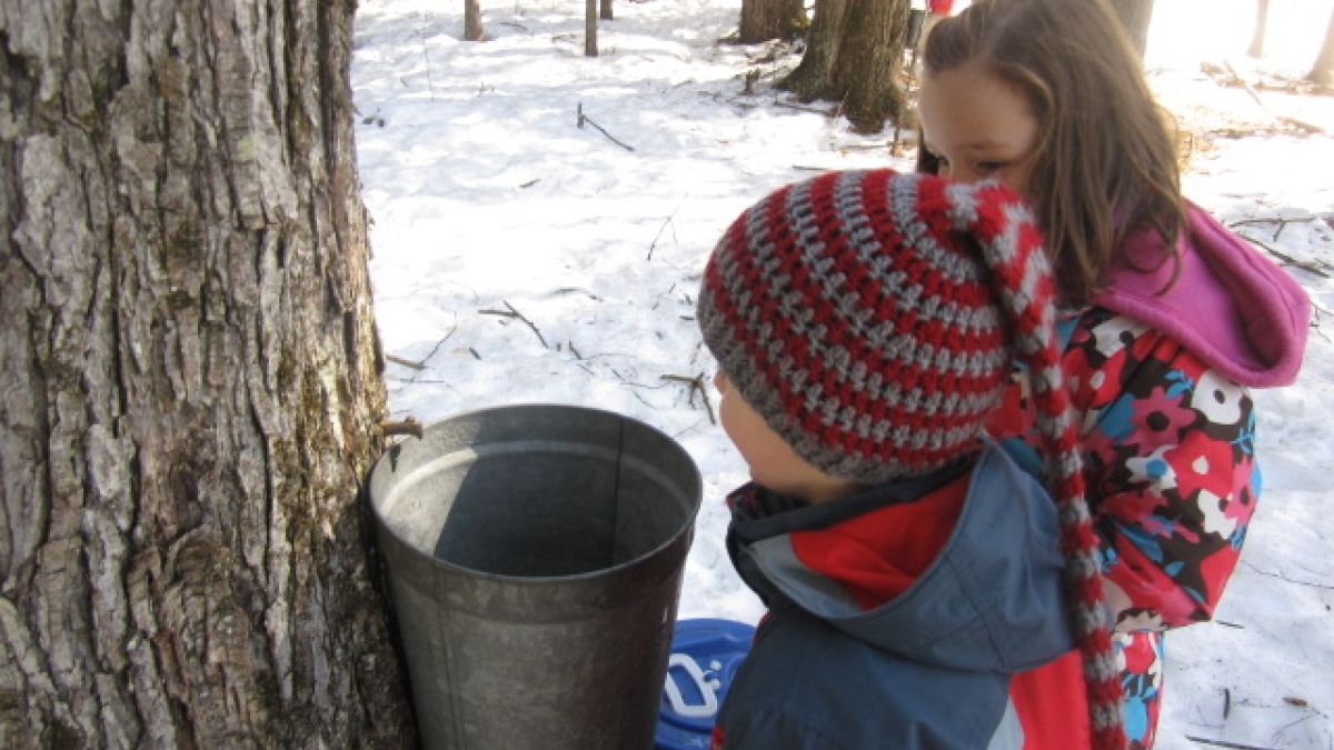 Ottauquechee students check their sap bucket.
