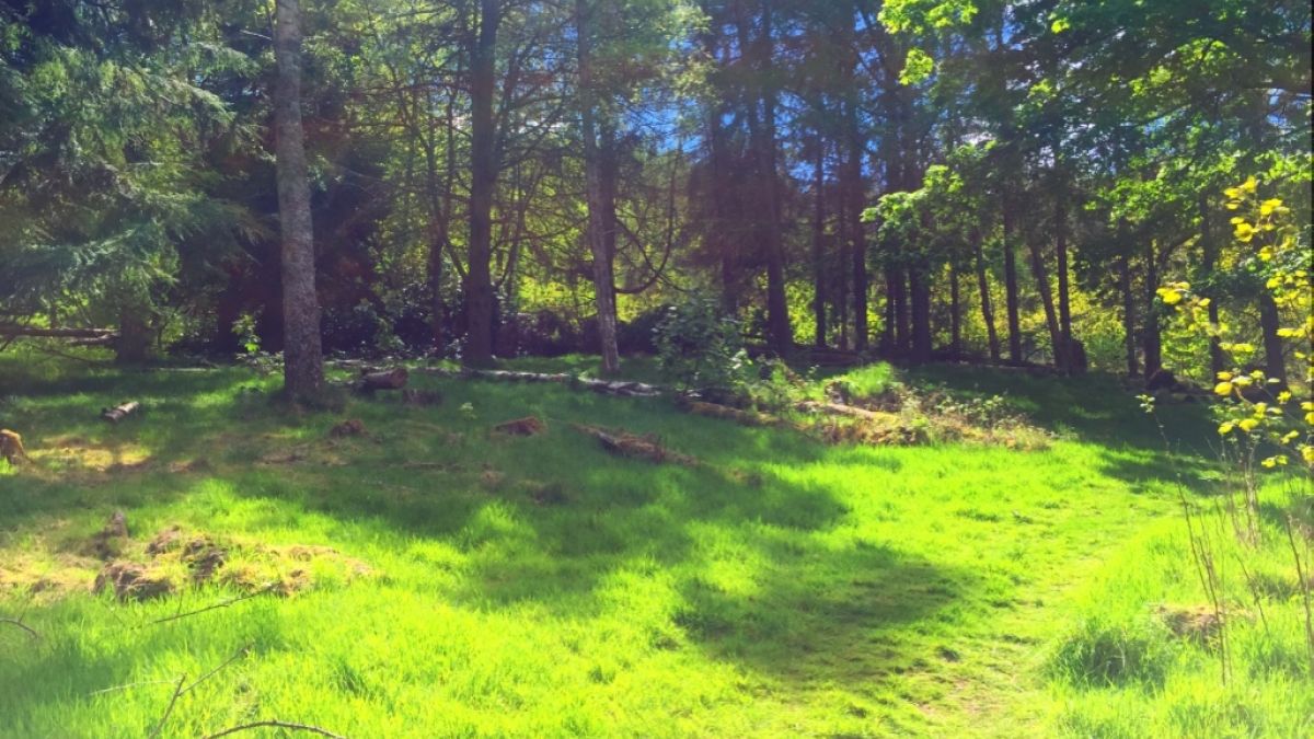 A hill in “Stickland” where the Cowgate students can visit regularly.