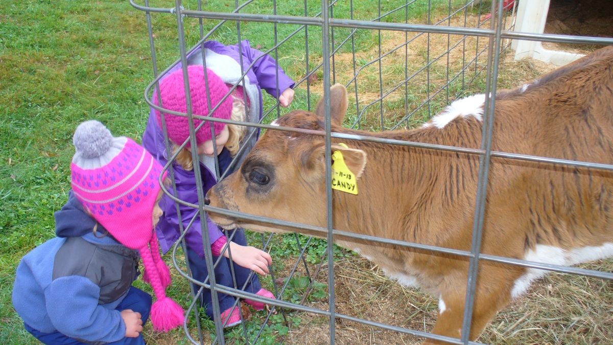 Wild Roots students greet a new calf at the farm.