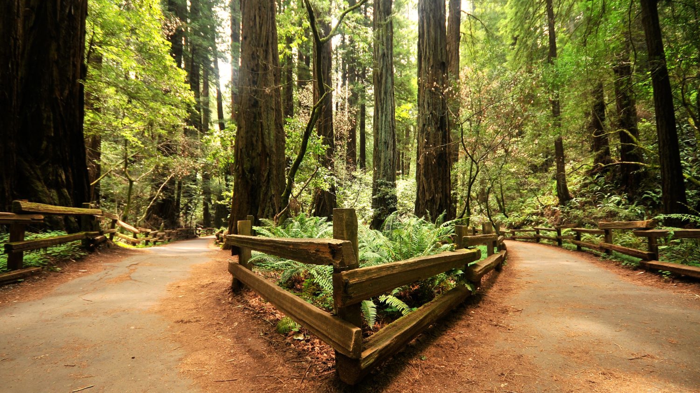 fork in path in forest