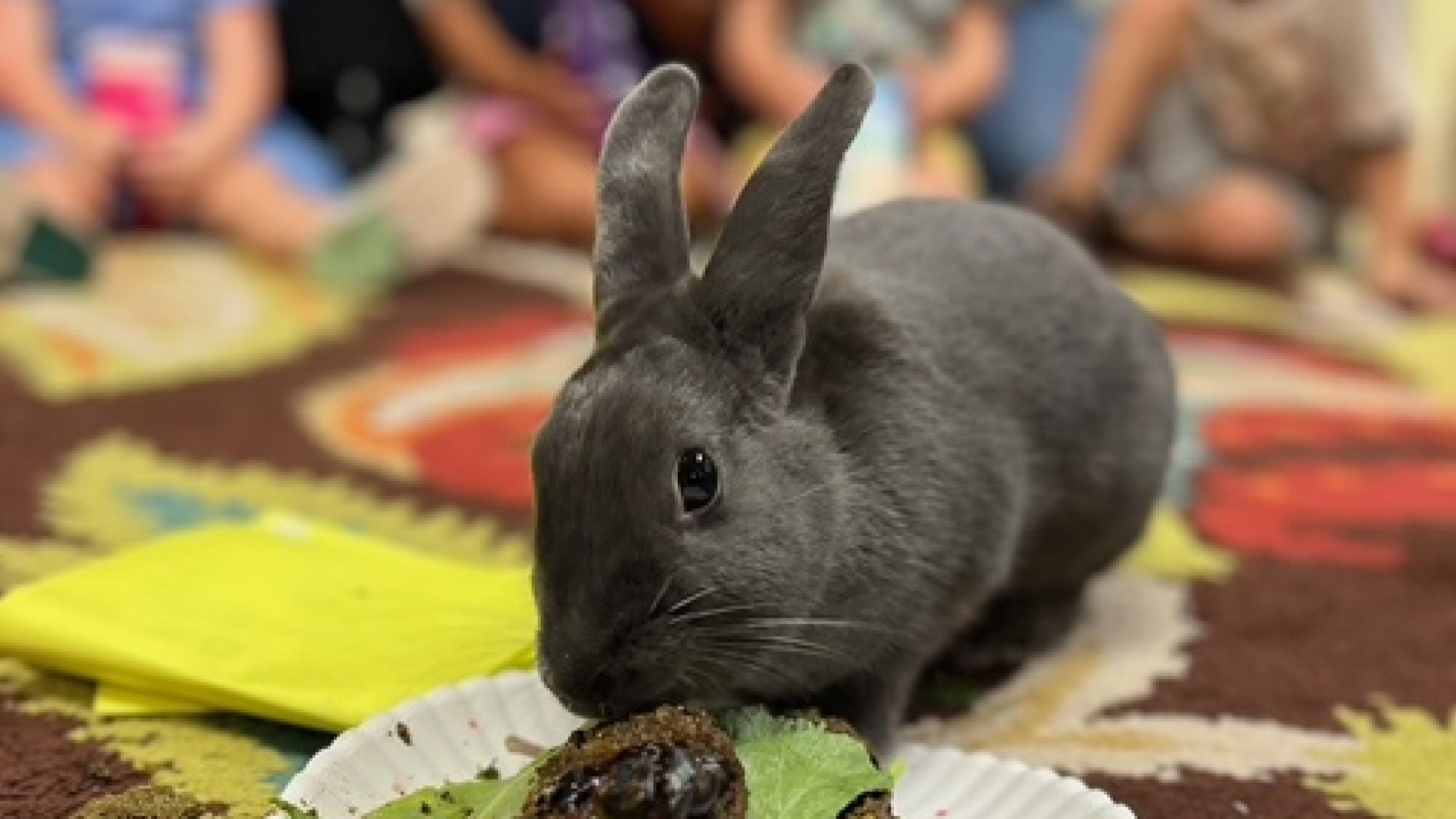 picture of bunny