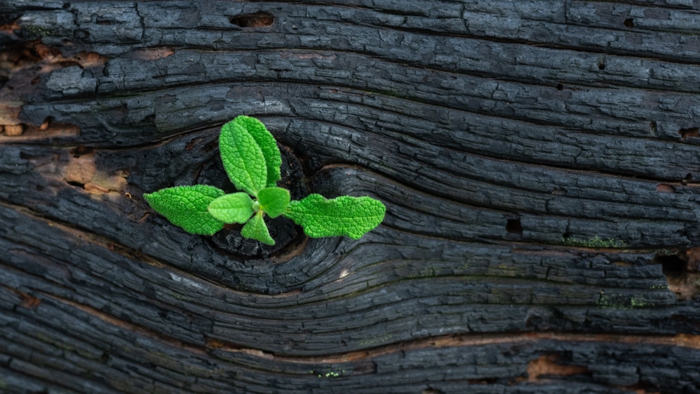 plant growing out of a hole in a log