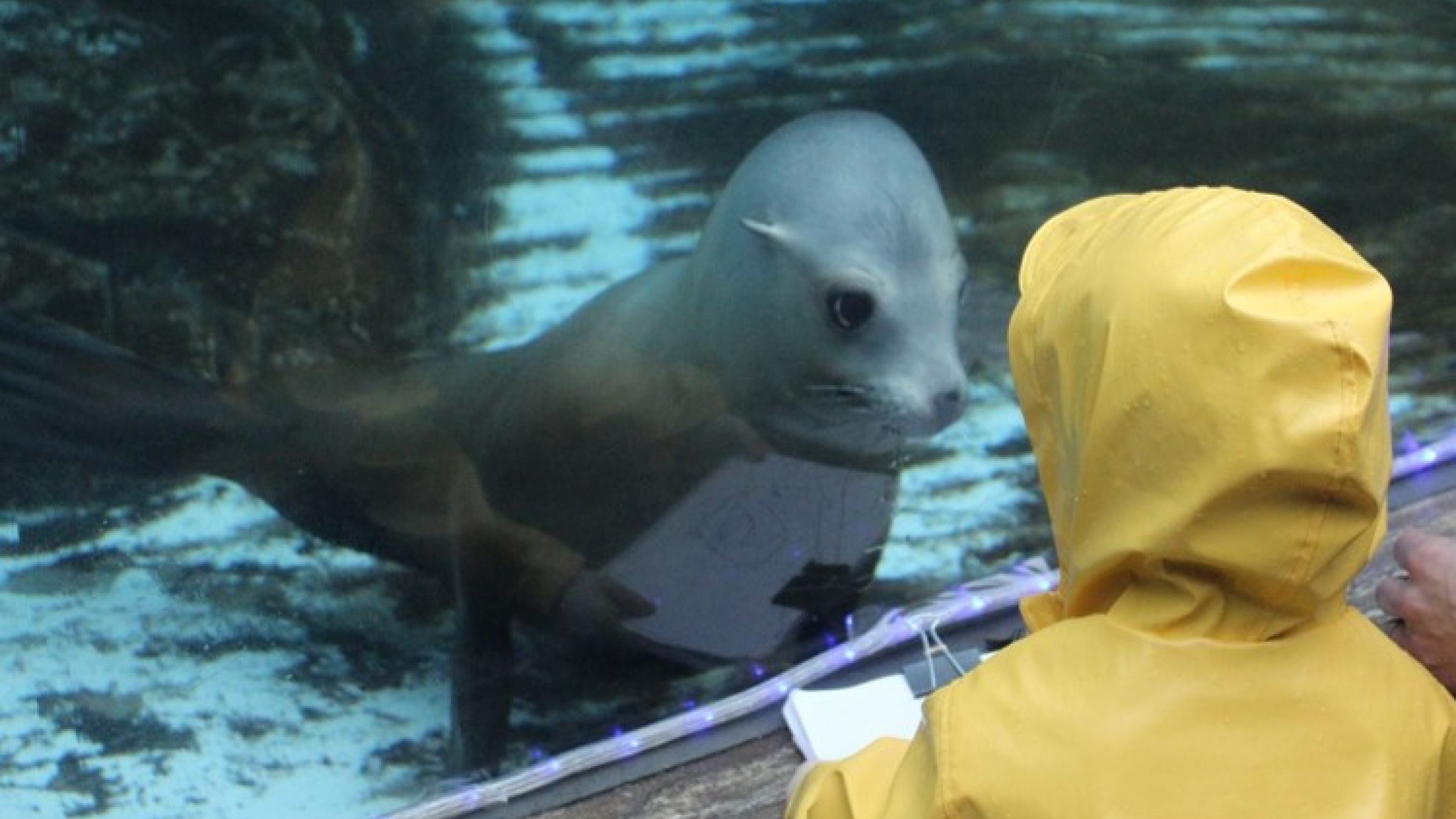 Photo credit: St. Louis Zoo Preschool