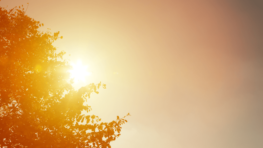 Image of a tree canopy with the hot sun shining through it