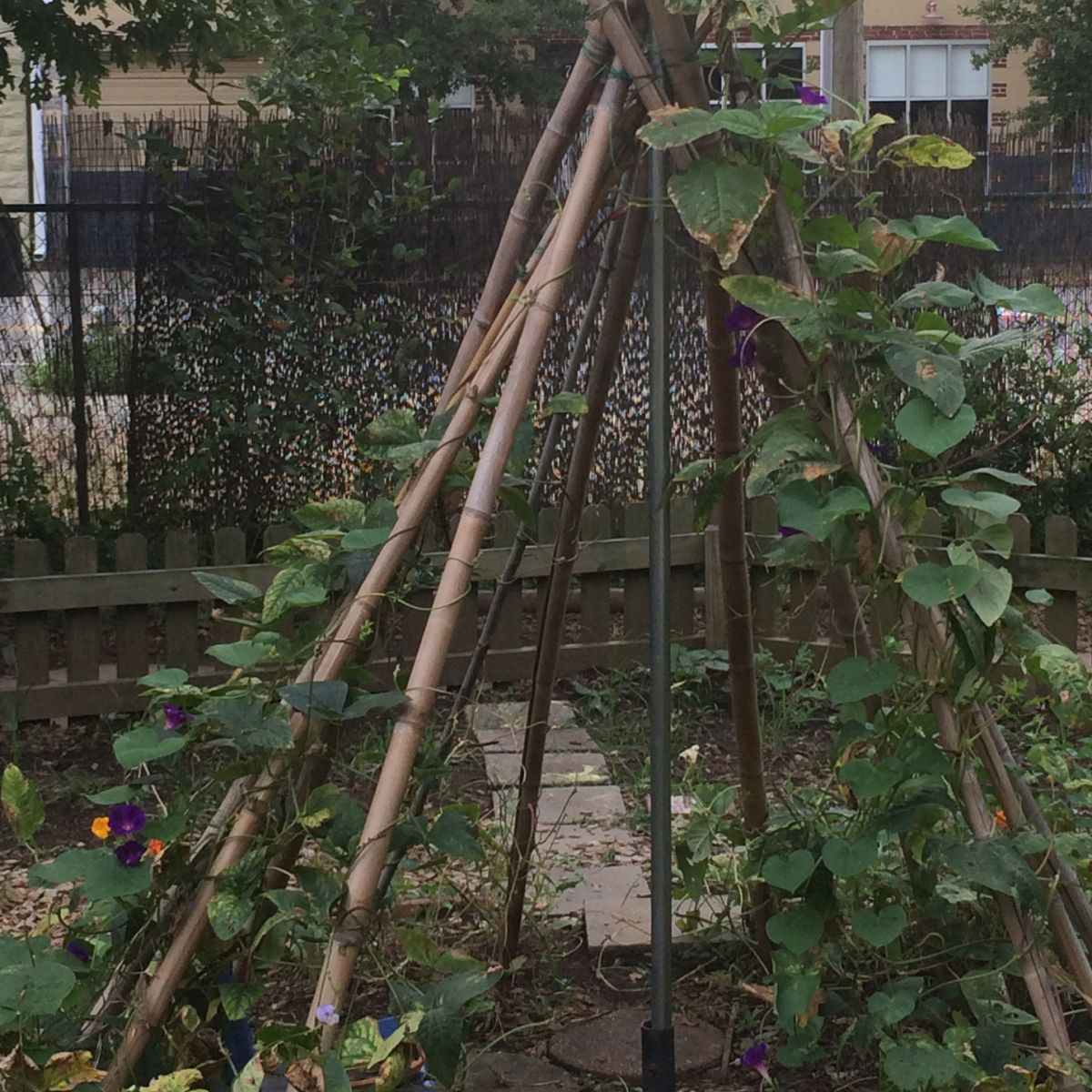 Quiet natural spaces in the city at Inman Park Co-Op School.