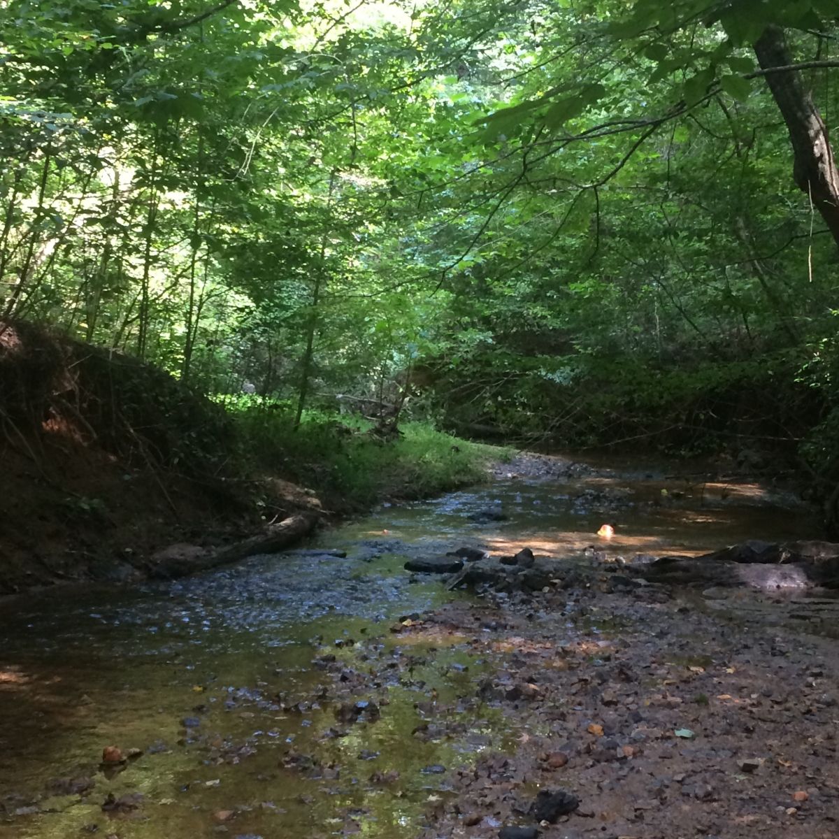 Along the trail at Elachee Nature Science Center