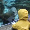 Photo credit: St. Louis Zoo Preschool