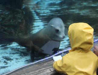 Photo credit: St. Louis Zoo Preschool