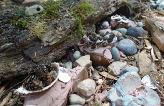 In this fairy restaurant, hemlock cones are on the menu.