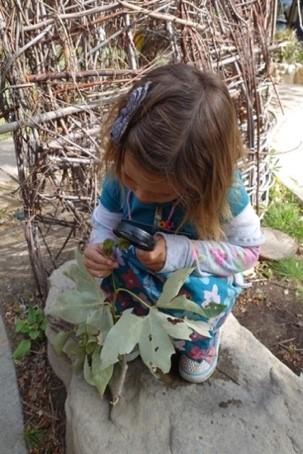 Child is studying the newly unfurling leaves of a California sycamore tree.