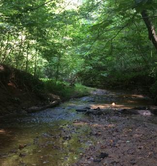 Along the trail at Elachee Nature Science Center