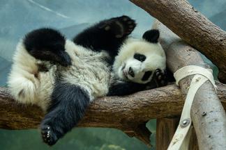 ZooAtlanta's Panda Cam gives educators round-the-clock access to wildlife.