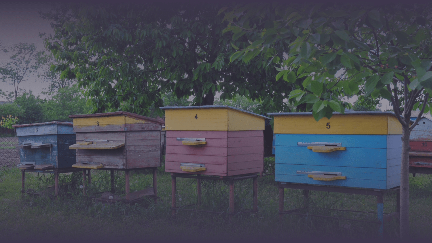 colorful hives