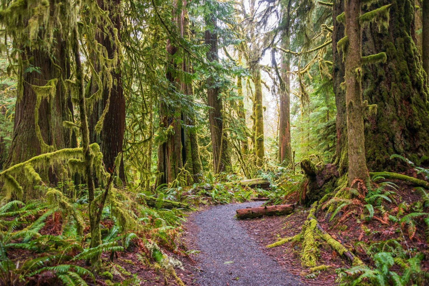 luscious wooded area