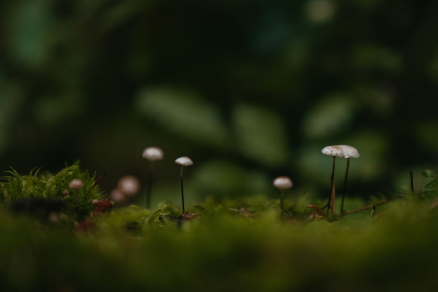 mushrooms on forest floor