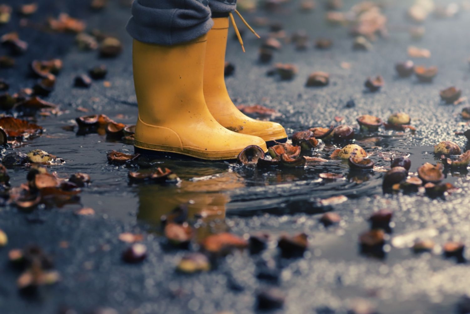 yellow rubber boots in puddle