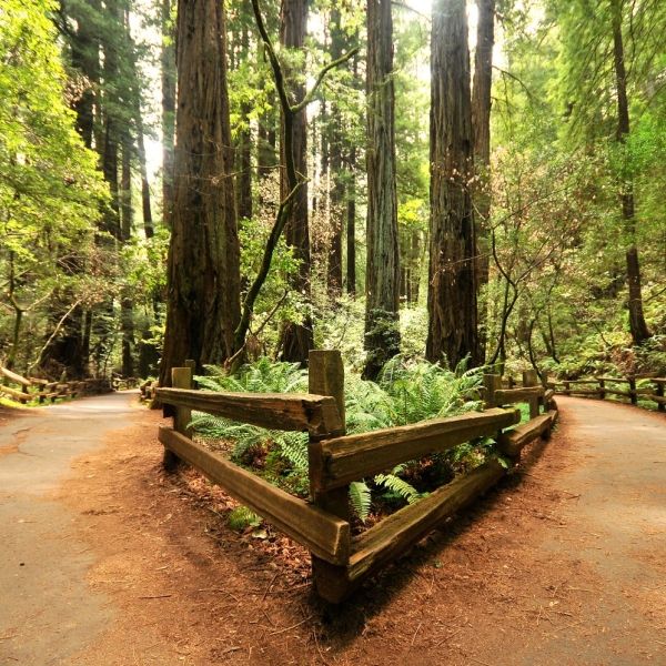 fork in path in forest