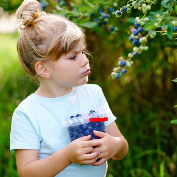girl looking at ripe blueberries on a bush