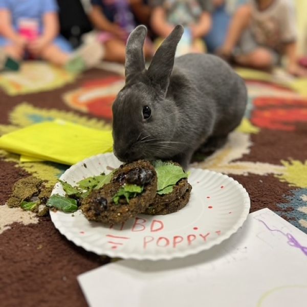 picture of bunny