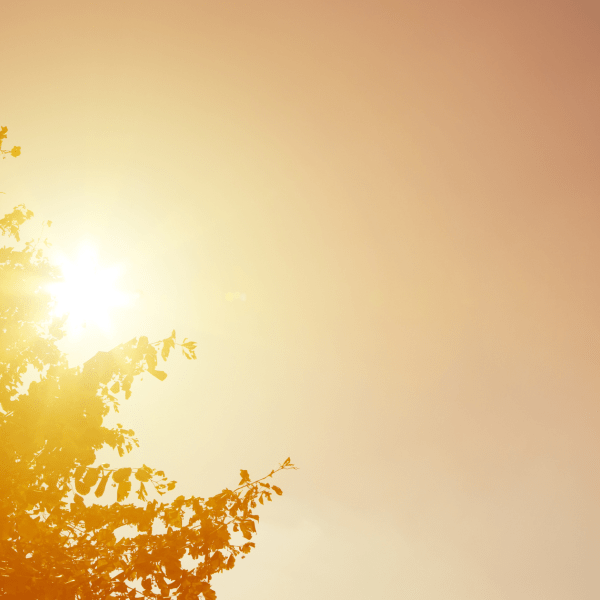 Image of a tree canopy with the hot sun shining through it