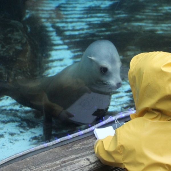 Photo credit: St. Louis Zoo Preschool